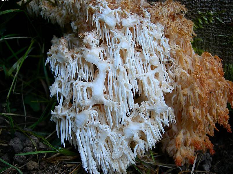 La foresta subalpina di Les breuleux  (CH)